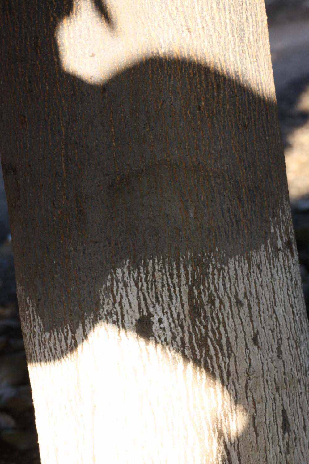            Bark (Riverside, CA)   